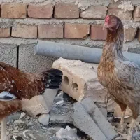 دوعدد مرغ|پرنده|ایرانشهر, |دیوار