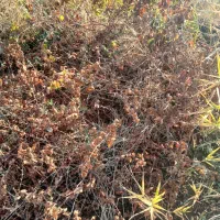 فروش ریشه انگور  سیاه سردشت|گل و گیاه طبیعی|وزینه, |دیوار