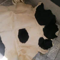پوست گوساله