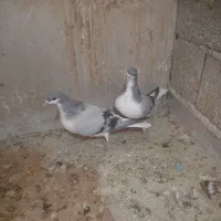 کبوتر بدرنگ|پرنده|قزوین, |دیوار