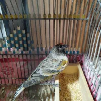 جوجه گلبسر معاوضه کبوتر