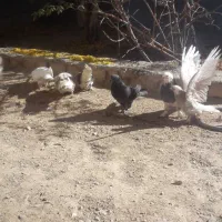 کبوتر و خرگوش