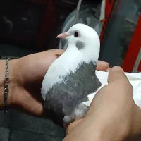 کفتر