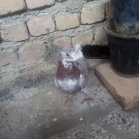 کبوتر|پرنده|بروجرد, |دیوار