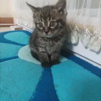 گربه واگذاری فروشی