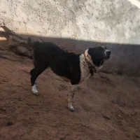 سگ چنبر گله ای به شرط همه چی|سگ|سلفچگان, |دیوار