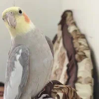 عروس هلندی سخنگو|پرنده|اصفهان, جلالیه|دیوار