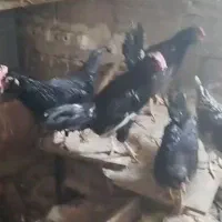 چهار تا جوجه مرغ گلین