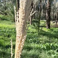تکریب نخل