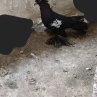 کبوتر|پرنده|تبریز, |دیوار