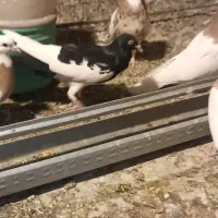 سه تا کفتر گرفتنی قیمت تعاونی|پرنده|بهار, |دیوار