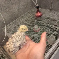 جوجه بلدرچین ۲۲ روزه