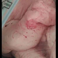 دنبه بره تازه وتمیز|خوردنی و آشامیدنی|قم, زند آباد|دیوار