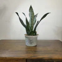 چند گل طبیعی|گل و گیاه طبیعی|تبریز, |دیوار