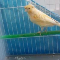 قناری عروس کوتوله مرغ عشق سهره|پرنده|سبزوار, قلعه‌نو دهزار|دیوار