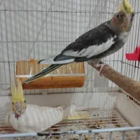 جفت عروس هلندی سالم نردستی وسخنگو|پرنده|طبس, |دیوار