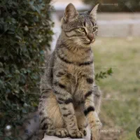 واگذاری گربه