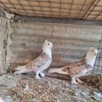 کفتر ۲تا هما کاکولی پرپا  مهر مهر