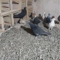 کفتر بلند پرواز|پرنده|ملکان, |دیوار