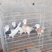 کبوتر کفتر