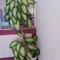 گل دیفن خوشکل