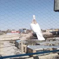 یه نر دوتا ماده