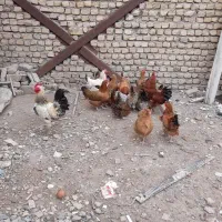 مرغ تخم گذار ۱۵ عدد و۲عدد خرووس