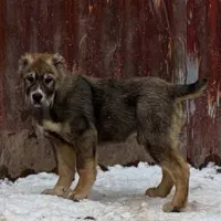 سگ آلابای اصیل