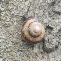 حلزون|خزنده|کرج, گلشهر|دیوار