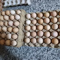 تخم مرغ محلی