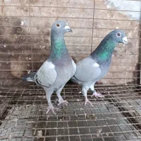 جفت درجه یک