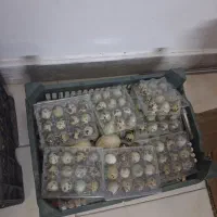 تخم بلدرچین بسته ۱۲ عددی