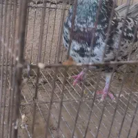سرور نر|پرنده|اصفهان, شهرستان|دیوار