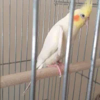 عروس هلندی|پرنده|تهران, تختی|دیوار