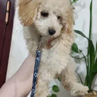 فروش سگ پودل