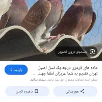 کبوتر گیلانغرب