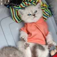 دنیای پیشی های خاص