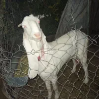 بز گلابی اصل اصل وزن بالا بلند