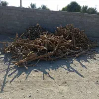 خرید چوب بید سیاه وبید کویتی