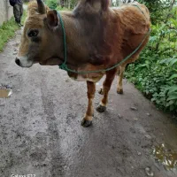 ورزا محلی/گاونر و لیشه