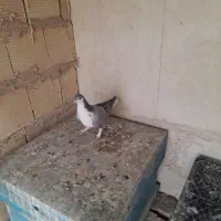 کفتر بدرنگ