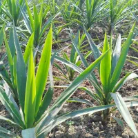 یوکا ریشه دار|گل و گیاه طبیعی|بابل, |دیوار