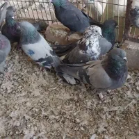 کبوتر اصفهانی|پرنده|خمینیشهر, |دیوار