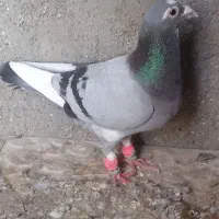 کفتر|پرنده|بم, |دیوار