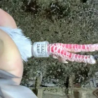 نر دوری|پرنده|دزفول, |دیوار