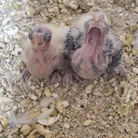 جوجه عروس سرلاکی