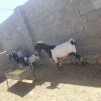 بز ....|حیوانات مزرعه|کوهدشت, |دیوار