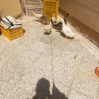 فروش جوجه ومرغابی وغاز