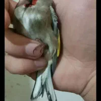 سهره کرمانی|پرنده|مشهد, طبرسی شمالی|دیوار