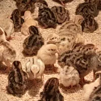 فروش جوجه بلدرچین ۳روزه ومرغ سلطان